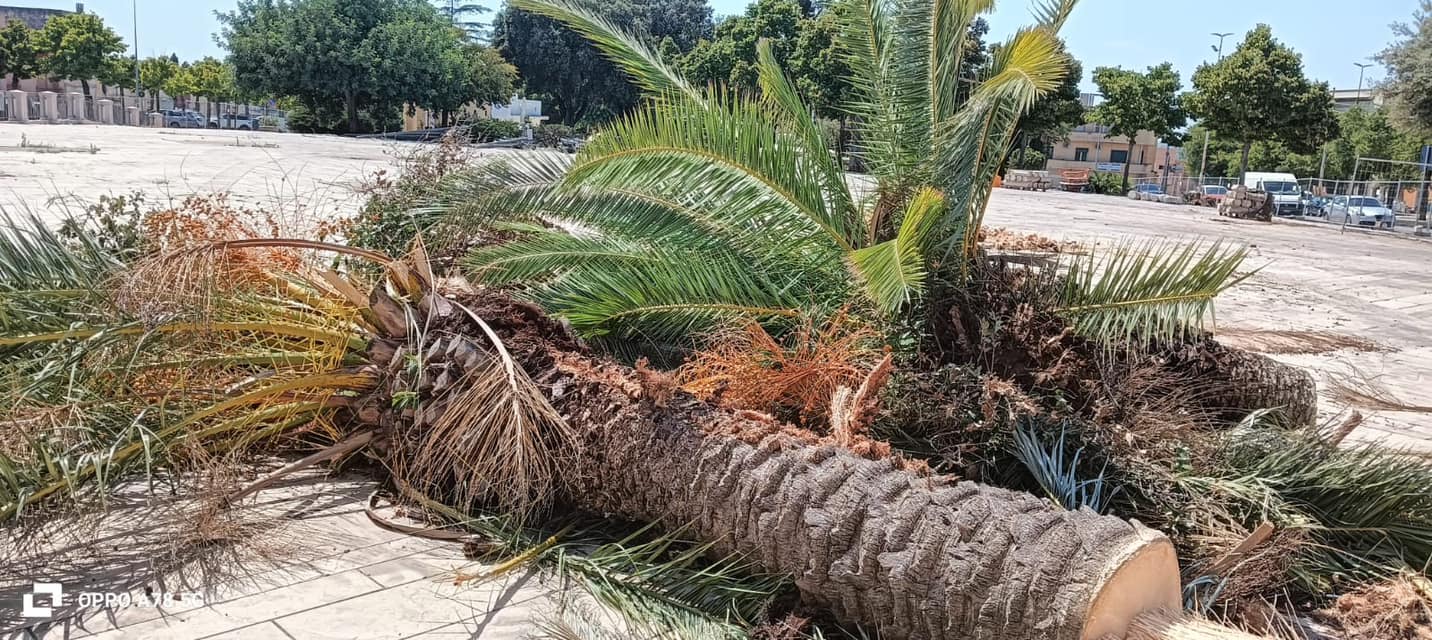 Palme abbattute nei giardini Ingrosso: il PD chiede lumi